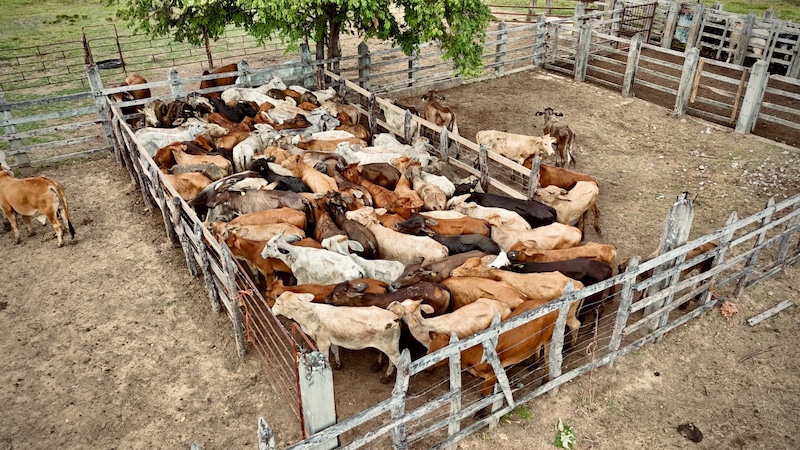 Programas que impulsan la transformación del campo tabasqueño