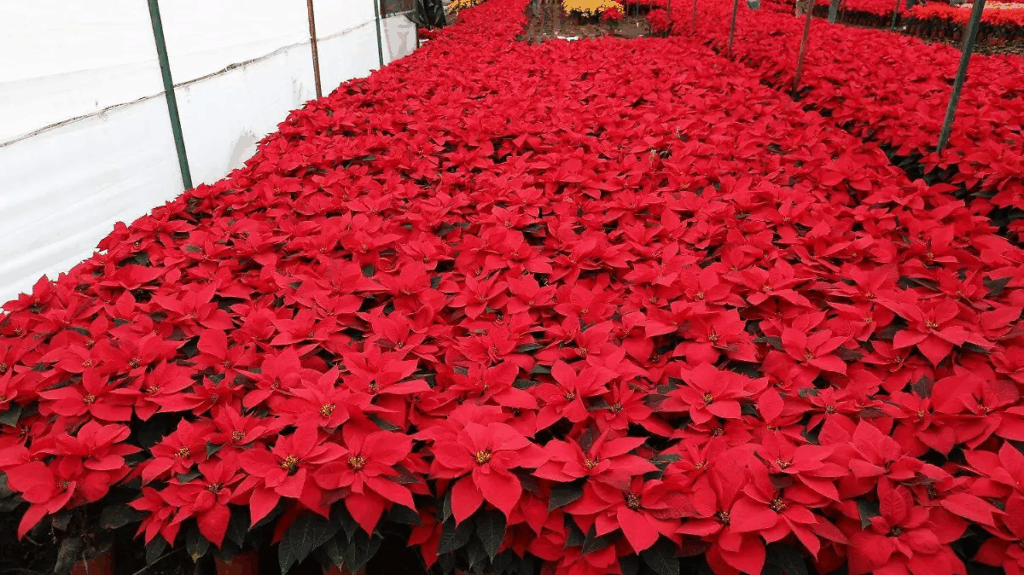 Invernadero lleno de flores de nochebuena rojas listas para adornar espacios públicos.