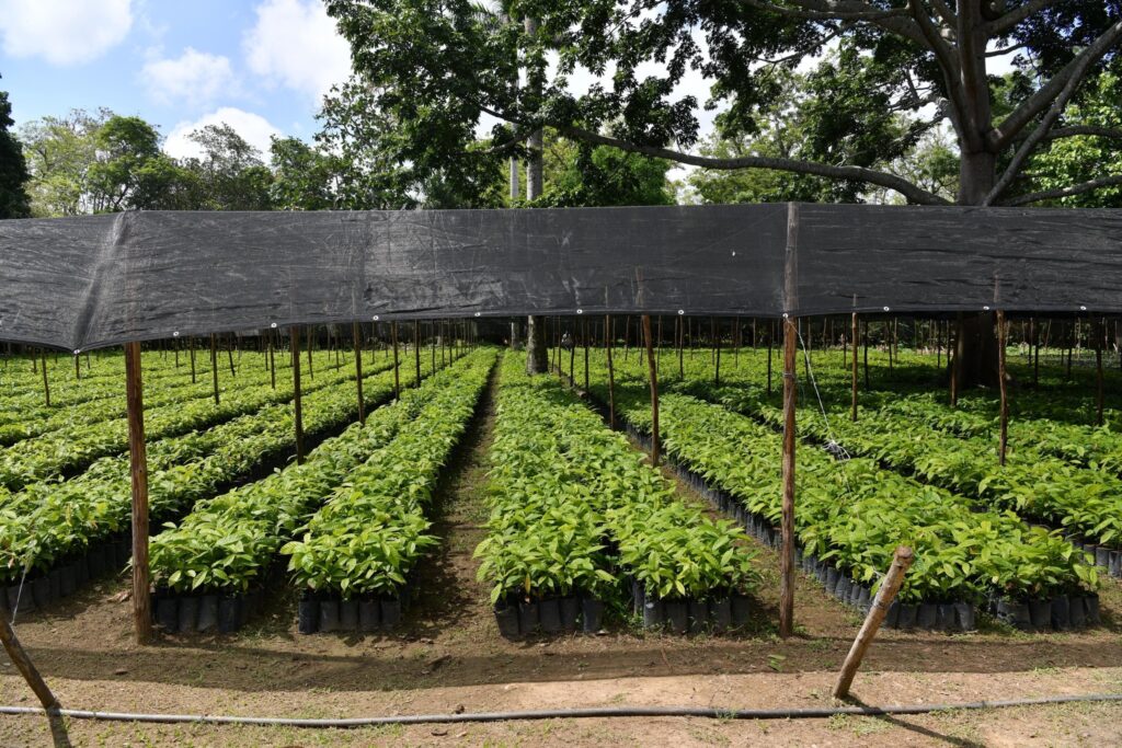 Vivero de cacao en Tabasco con hileras de plantas jóvenes bajo sombra.