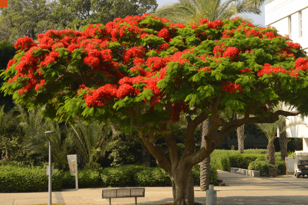 Fotografía a nivel de suelo de un árbol de Framboyán (Delonix regia) en plena floración. La copa es una nube densa de flores color rojo vibrante y hojas verde intenso, destacando radiantemente contra un fondo de palmeras y arbustos verdes oscuros, sugiriendo un paisaje de verano en Tabasco. El árbol está arraigado en un terreno de pavimento y tierra. La luz solar es directa y brillante.