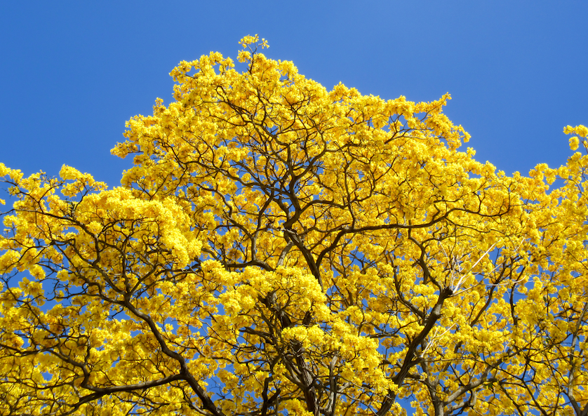 Fotografía en ángulo contrapicado de la copa de un árbol de Guayacán en plena floración. Miles de flores de un amarillo intenso cubren por completo las ramas desnudas, destacando contra un cielo azul profundo y despejado. La luz solar es directa y brillante, resaltando la textura de los pétalos y la estructura intrincada de las ramas oscuras.
