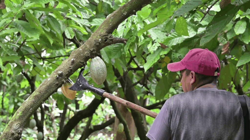 Productor cacaotero cosechando manualmente una mazorca de cacao verde en una plantación de la región Chontalpa de Tabasco, utilizando hacha de mango largo bajo el dosel de árboles de sombra.