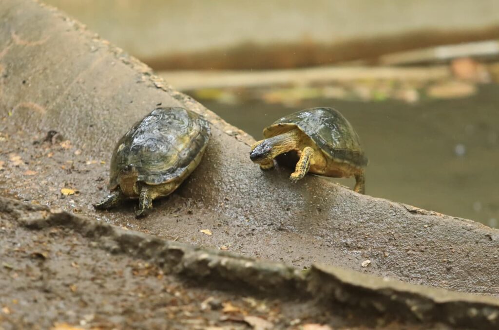 Tortugas en uno de los espacios zoológicos del Parque Museo La Venta.