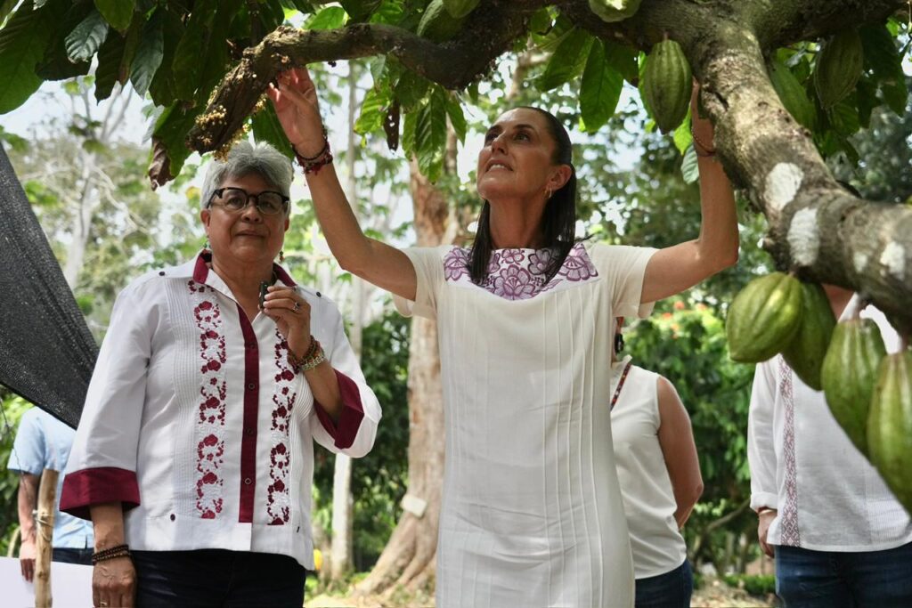 Claudia Sheinbaum observa mazorcas de cacao durante recorrido en la Chontalpa