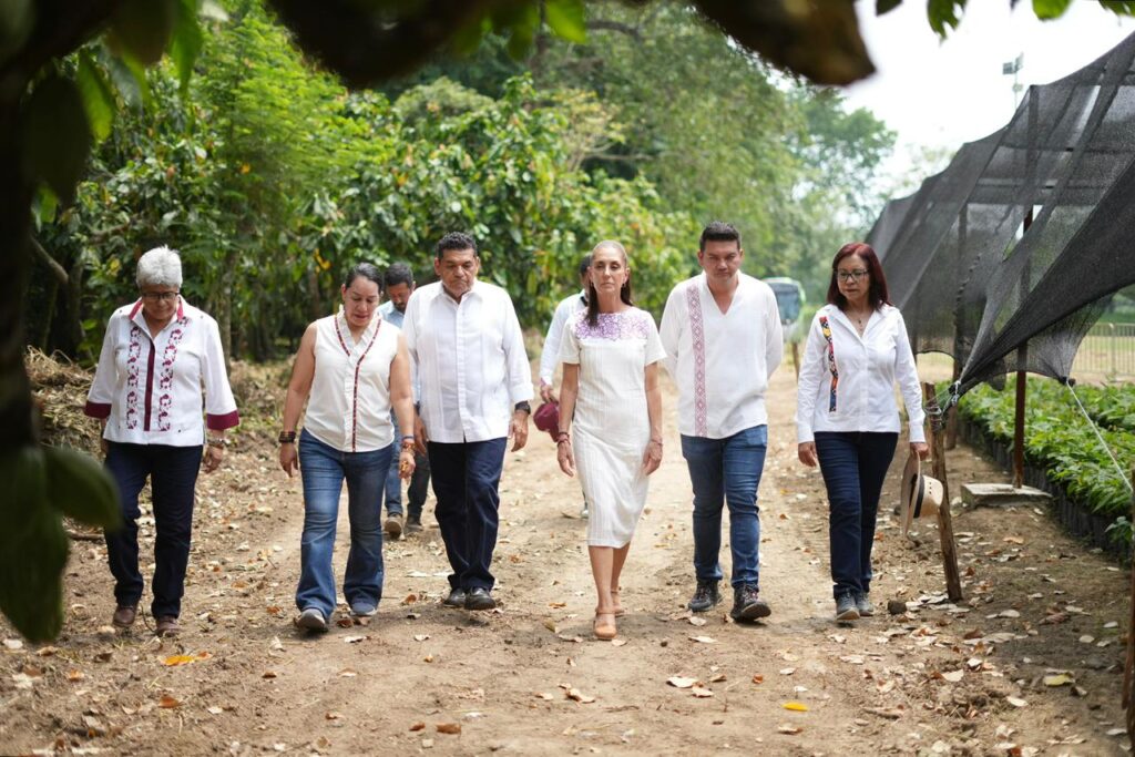 Claudia Sheinbaum y Javier May recorren áreas de producción cacaotera en Comalcalco